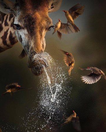 Завораживающая природа и животные