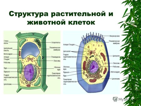 Схема строения животной и растительной клетки