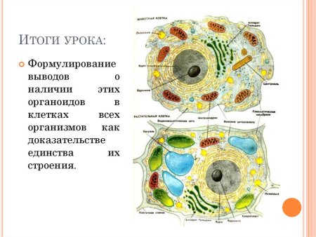 Строение эукариотической растительной клетки