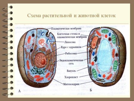 Строение растительной эукариотической клетки рисунок
