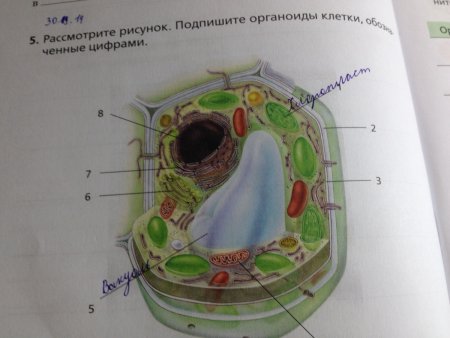 Органоиды растительной клетки 5 класс биология