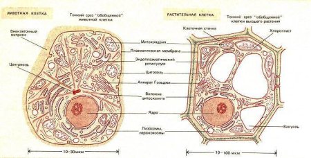 Растительная клетка и животная клетка