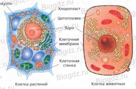 Строение животной клетки и растительной клетки рисунок
