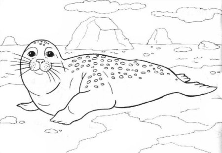 Тюлень раскраска