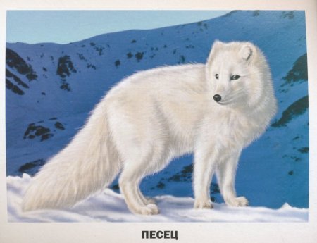 Песец в Антарктиде