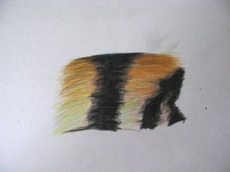 Рисование шерсти животных