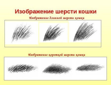 Зарисуйте шерсть животных