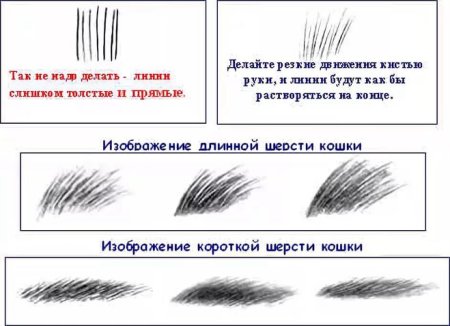 Шесть зверей окружающий мир
