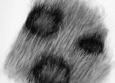 Шерсть карандашом