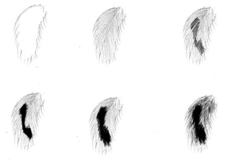 Нарисовать шерсть животных