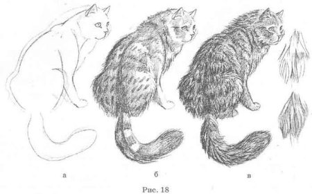 Зарисовки шерсти животных