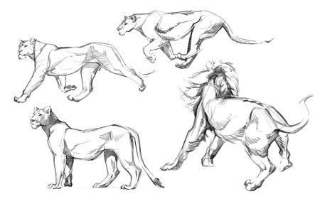 Анатомия Льва для рисования