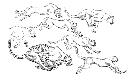 Анатомия большой кошки для рисования