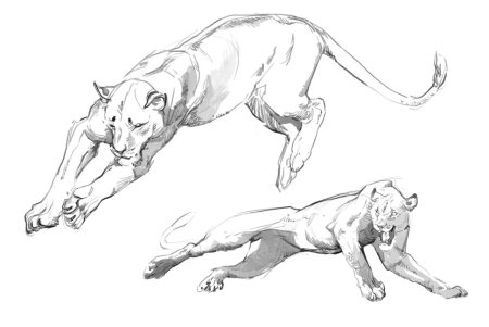 Анатомия Пумы референс