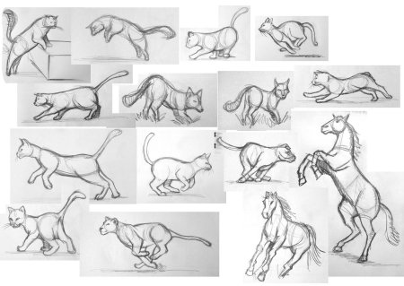 Зарисовки животных в движении