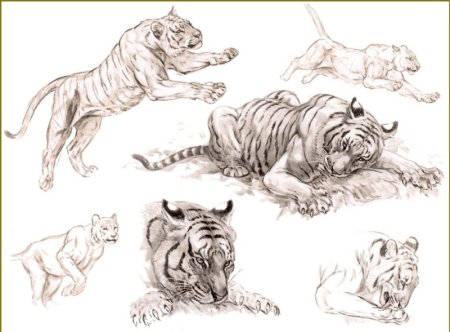 Зарисовки диких кошек