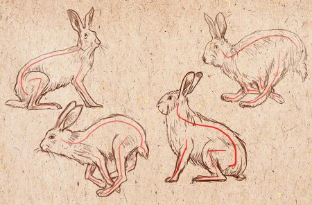 Анатомия кролика для рисования
