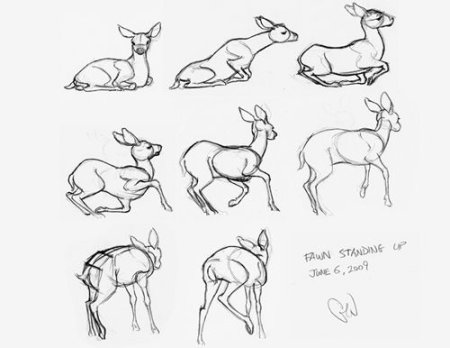 Зарисовки оленя в разных позах