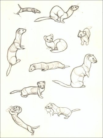 Хорёк сбоку референс