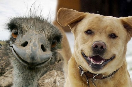 Эмоции животных