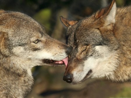 Волчьи пары