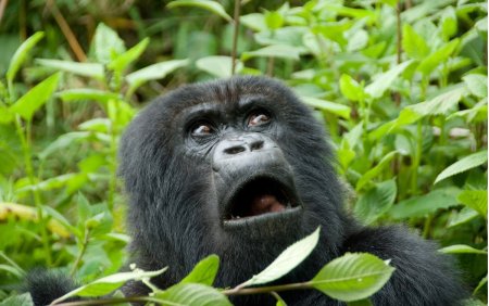 Удивленная горилла