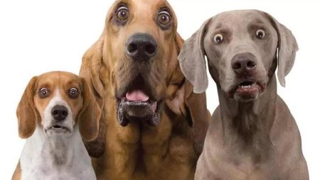 Удивленные собаки