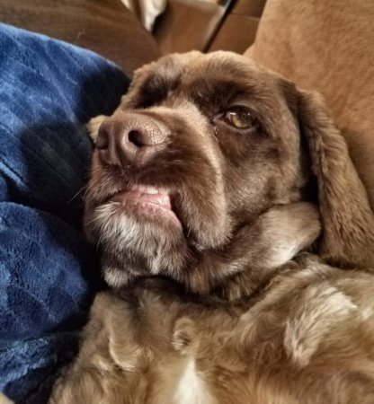 Эмоции животных