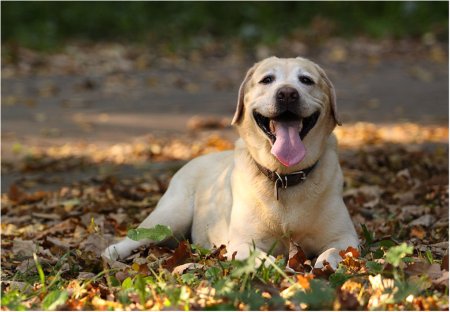 Эмоции животных интерес