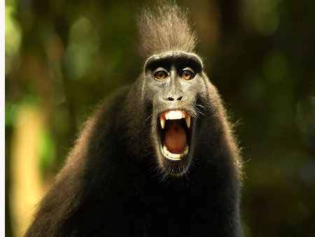 Бешеная обезьяна