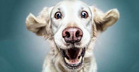 Довольная морда собаки