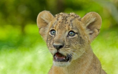 Испуганный Львенок