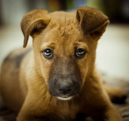 Эмоции животных страх