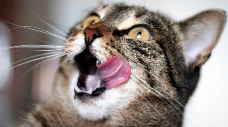 Прикольные кошки