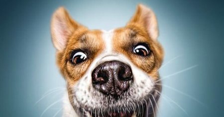 Собака улыбака Джек Рассел