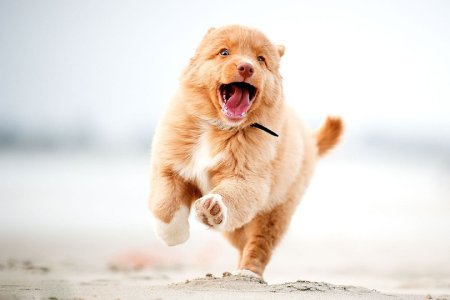 Счастливые животные