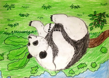 Рисовать животных из красной книги