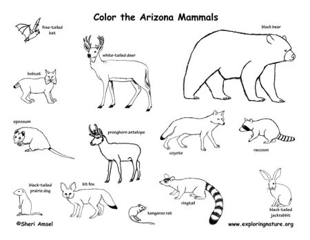 Животное из красной книги