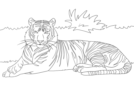 Уссурийский Амурский тигр раскраска