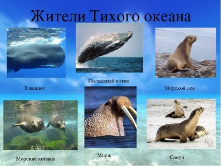 Кто обитает в тихом океане