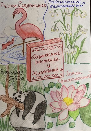 Охраняемые растения и животные рисунки на конкурс экологического