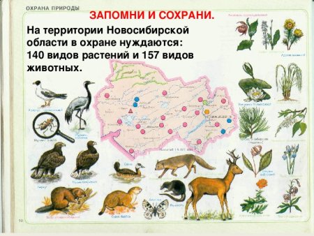 Животные красной книги Новосибирской области