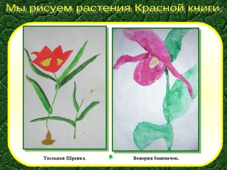 Растения занесенные в красную книгу рисунки