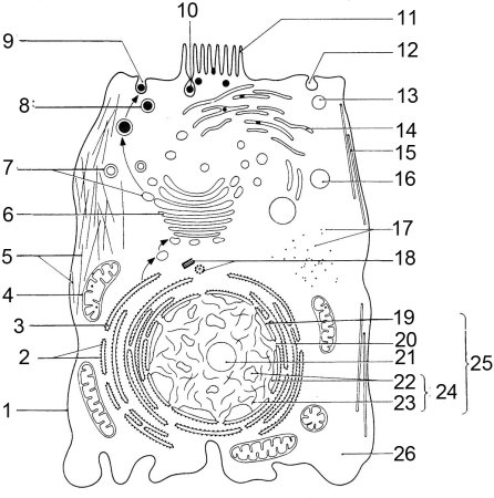 Строение клетки Грин Стаут