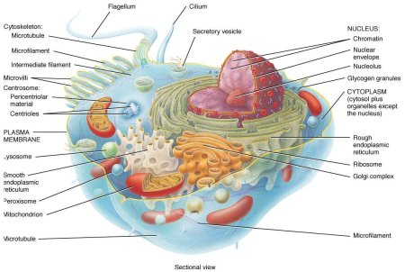 Строение живой клетки