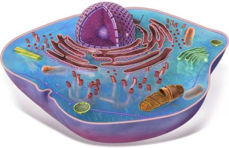 Животные клетки