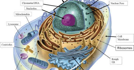 Строение клетки животного 5 класс биология