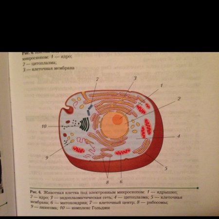 Клетка Plant Cell