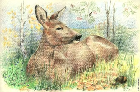 Рисунки животных