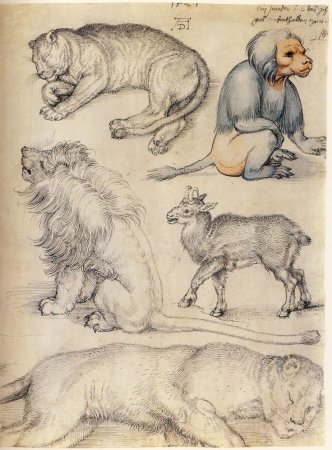 Альбрехт Дюрер зарисовки животных